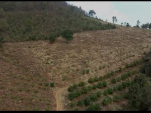 INTEGRA FGR INVESTIGACIÓN POR UN DELITO COMETIDO CONTRA LA BIODIVERSIDAD EN SALVADOR ESCALANTE, MICHOACÁN