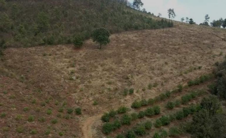 INTEGRA FGR INVESTIGACIÓN POR UN DELITO COMETIDO CONTRA LA BIODIVERSIDAD EN SALVADOR ESCALANTE, MICHOACÁN