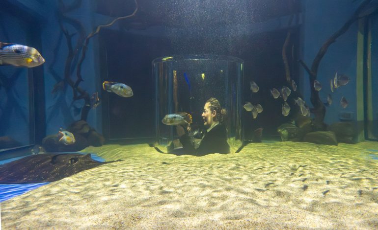 ¡Sumérgete en la experiencia de la nueva pecera 360° del Zoológico de Morelia!