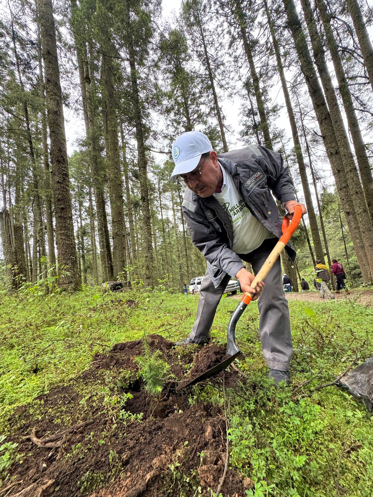 ¡Vamos a reforestar! Únete a la campaña para plantar 10 millones de árboles: Secma