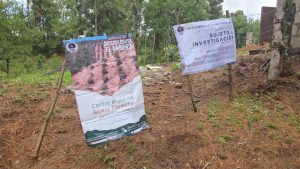 Ejecuta FGE cateo en predio con vocación forestal, en Tacámbaro; detectan tala ilegal y cultivos no autorizados