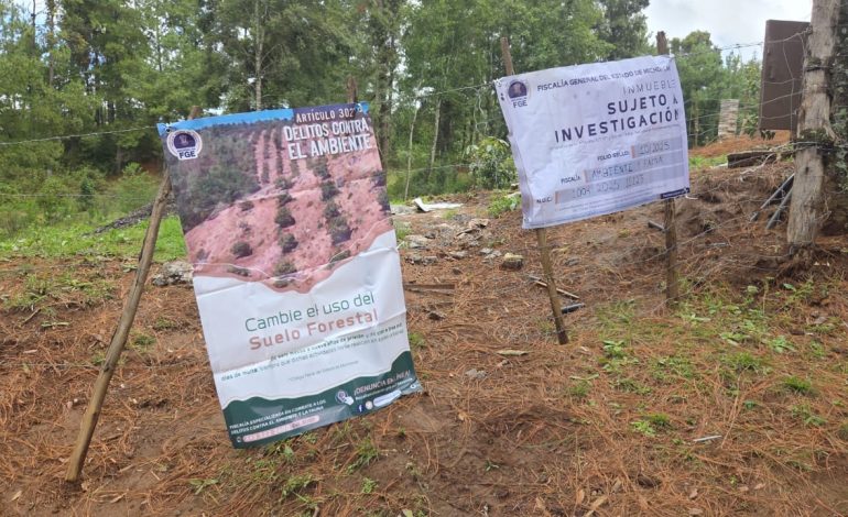 Ejecuta FGE cateo en predio con vocación forestal, en Tacámbaro; detectan tala ilegal y cultivos no autorizados