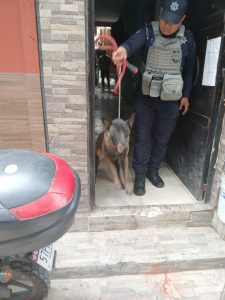 En cateo, Fiscalía General asegura dos ejemplares caninos que atacaron a una mujer de 86 años
