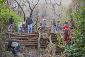Así prepara la Cofom los suelos dañados por incendios antes de reforestar