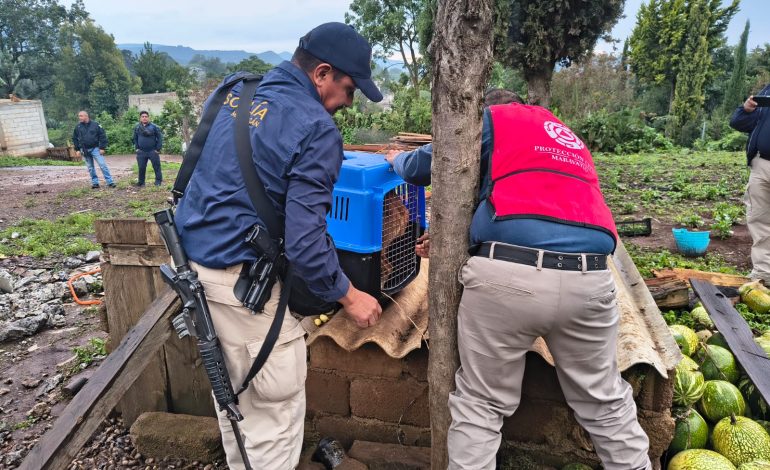 En cateo, rescata FGE a un ejemplar canino, víctima de maltrato animal