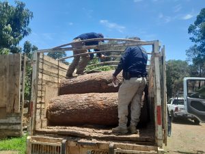 SSP asegura predio con más de 34 mil m³ afectados por tala ilegal en Uruapan