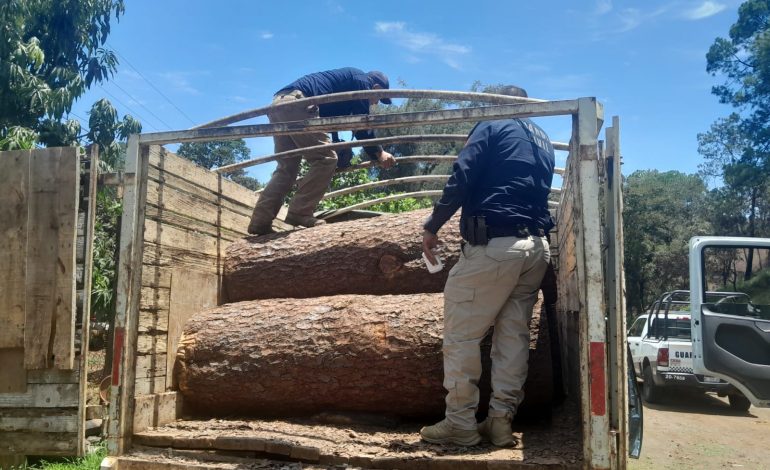 SSP asegura predio con más de 34 mil m³ afectados por tala ilegal en Uruapan