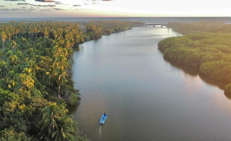 Manglares de Michoacán, más de 4 mil hectáreas de tesoro natural bajo protección: Secma