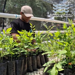 Prepara AC mega reforestación en cuenca de Cuitzeo