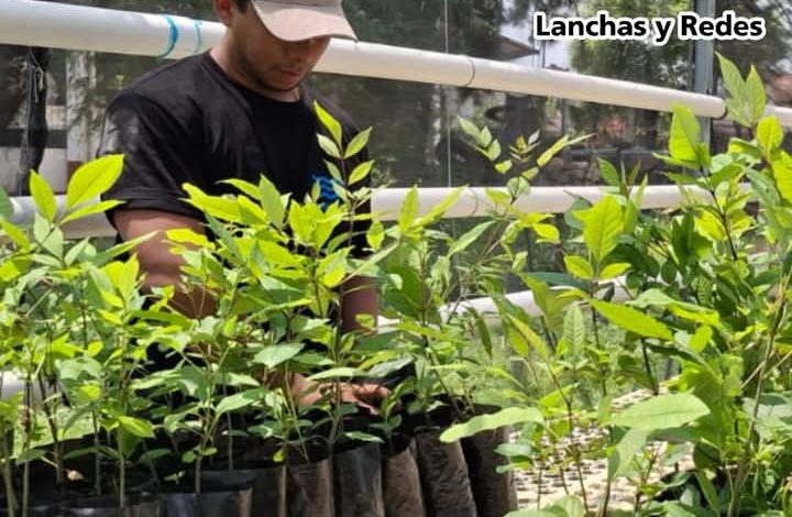 Prepara AC mega reforestación en cuenca de Cuitzeo