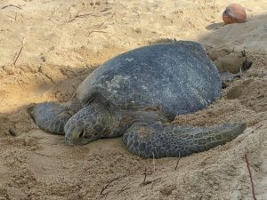 Michoacán, hogar de la tortuga marina; arranca temporada de protección y conservación.