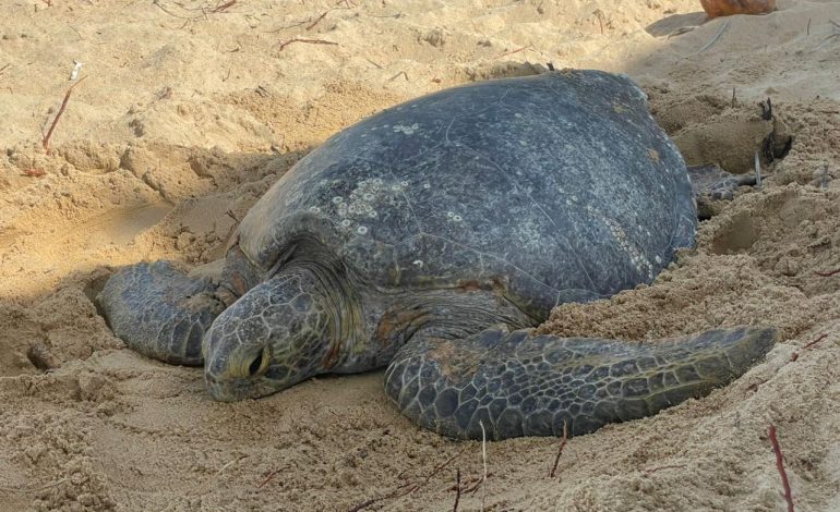 Michoacán, hogar de la tortuga marina; arranca temporada de protección y conservación.
