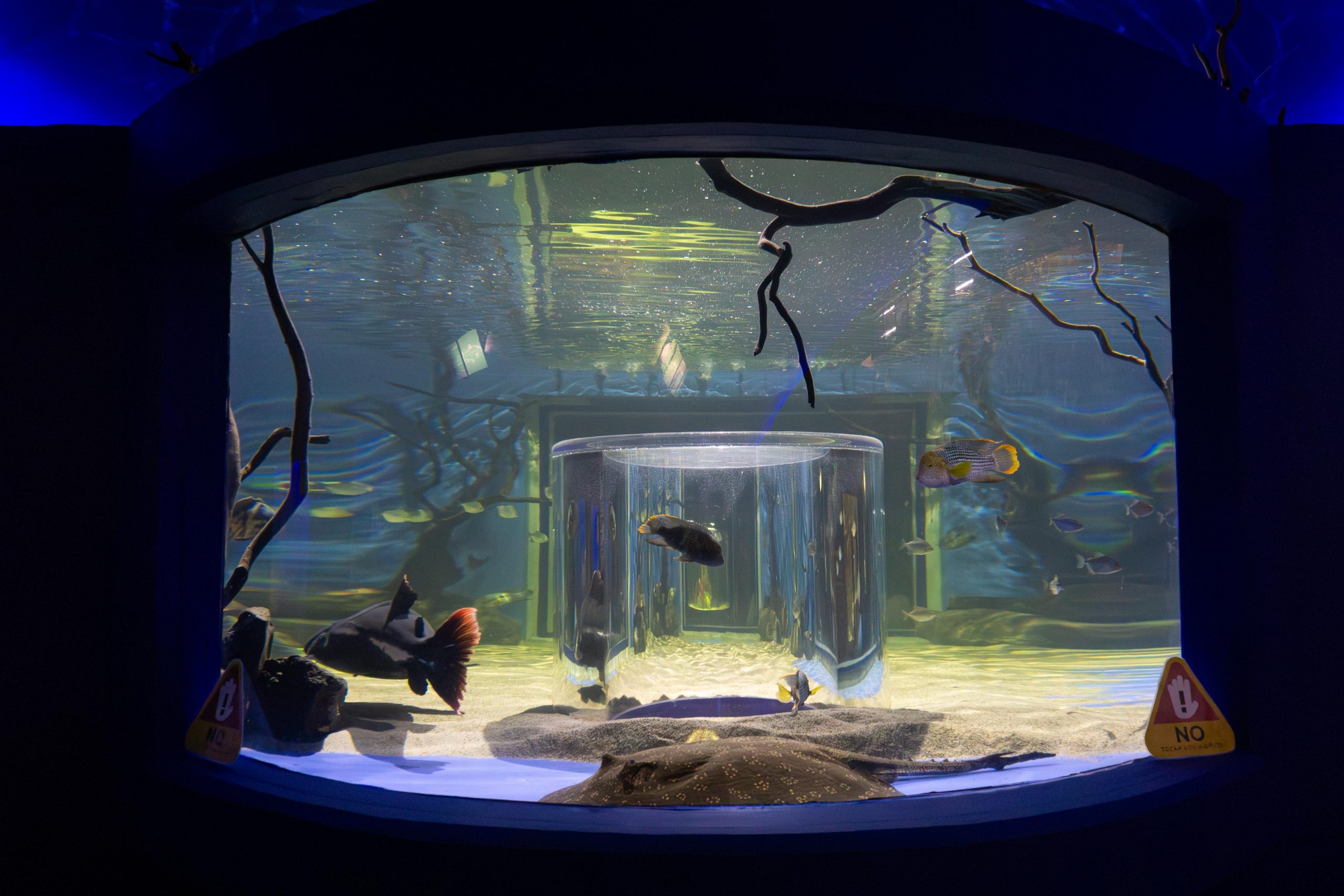 Sumérgete en la diversión con la espectacular pecera 360° del Zoológico de Morelia.