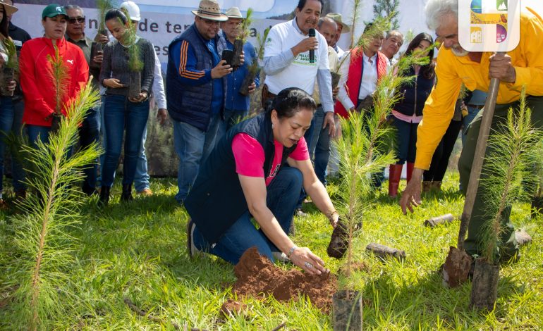 Jeovana Alcántar, arrancó la temporada de Reforestación 2025 en el municipio, con la plantación de 3 mil arbolitos en el Llano del Ejido (El Mirador).