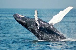 El 23 de julio se celebra a nivel mundial el Día dedicado a las Ballenas y los Delfines.