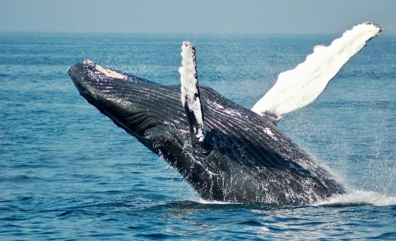El 23 de julio se celebra a nivel mundial el Día dedicado a las Ballenas y los Delfines.