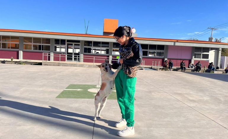 Icatmi impulsa bienestar animal con el curso de Estética Canina Básica