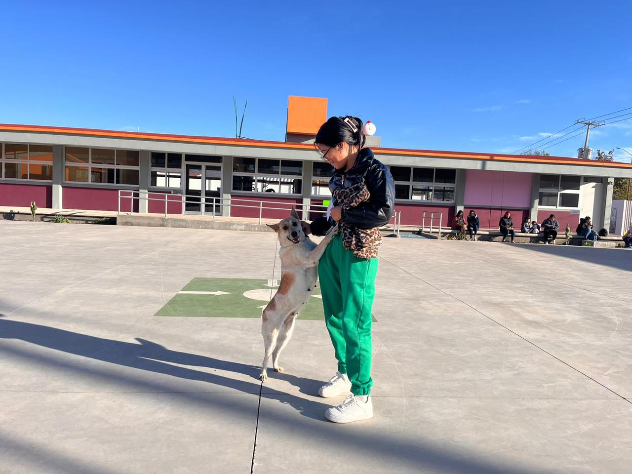 Icatmi impulsa bienestar animal con el curso de Estética Canina Básica