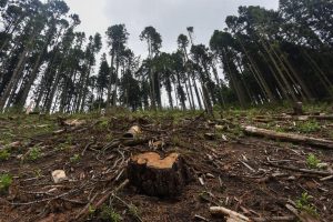 INTEGRA FGR INVESTIGACIÓN POR UN DELITO COMETIDO CONTRA LA BIODIVERSIDAD EN TINGAMBATO, MICHOACÁN