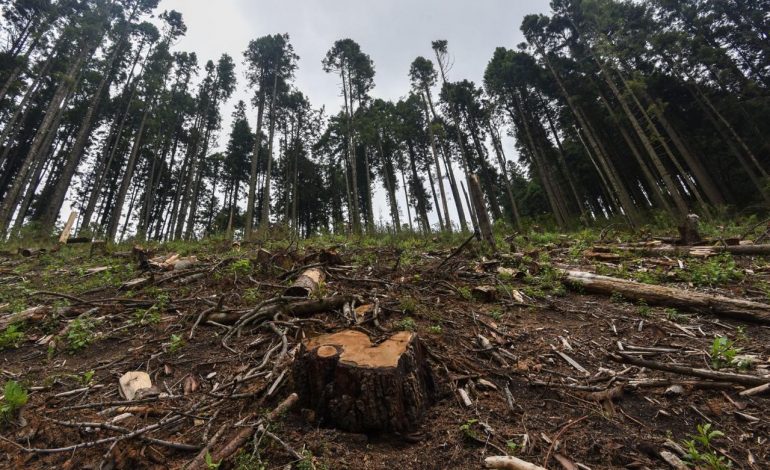 INTEGRA FGR INVESTIGACIÓN POR UN DELITO COMETIDO CONTRA LA BIODIVERSIDAD EN TINGAMBATO, MICHOACÁN