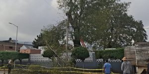 Remueven árbol en estado crítico dentro del Panteón San Carlos para evitar daños mayores