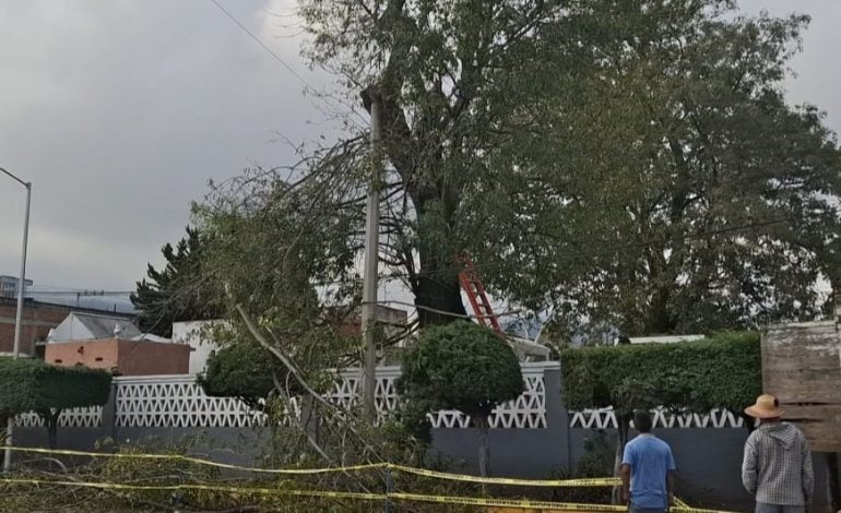 Remueven árbol en estado crítico dentro del Panteón San Carlos para evitar daños mayores