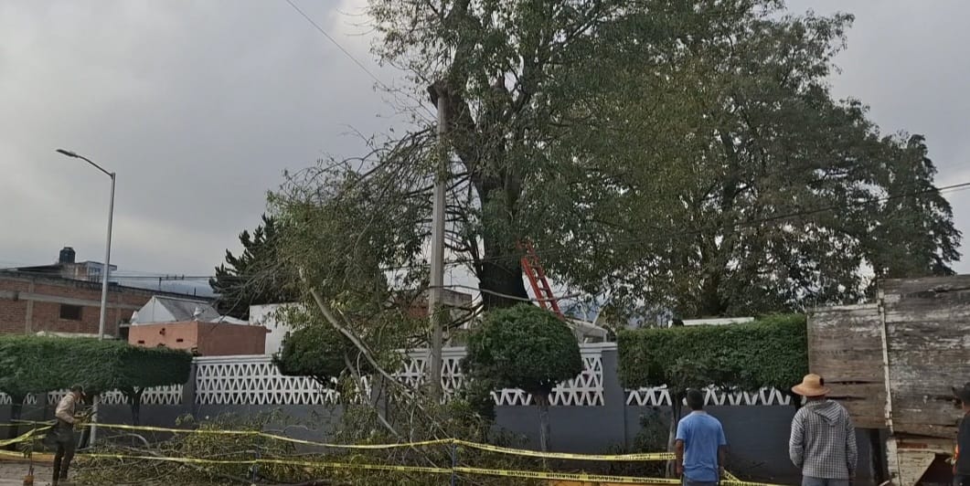 Remueven árbol en estado crítico dentro del Panteón San Carlos para evitar daños mayores