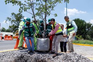 SCOP reubica más de 100 árboles por obra de distribuidor salida a Pátzcuaro