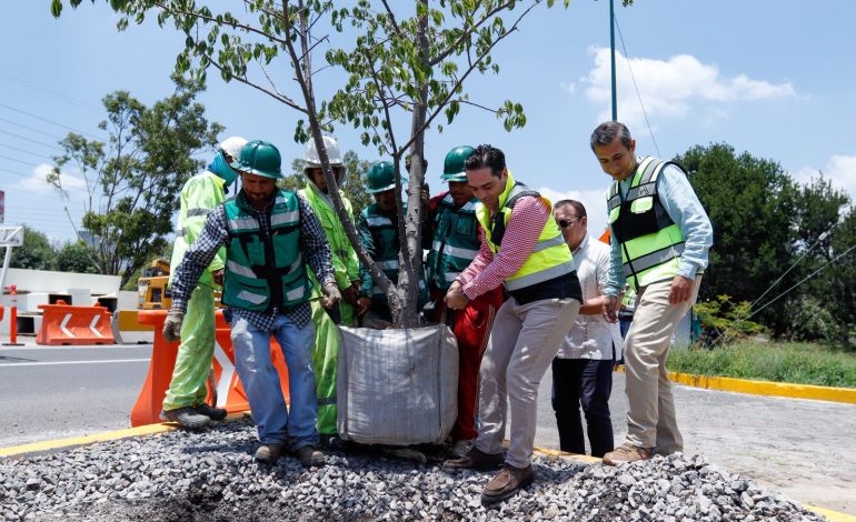 SCOP reubica más de 100 árboles por obra de distribuidor salida a Pátzcuaro