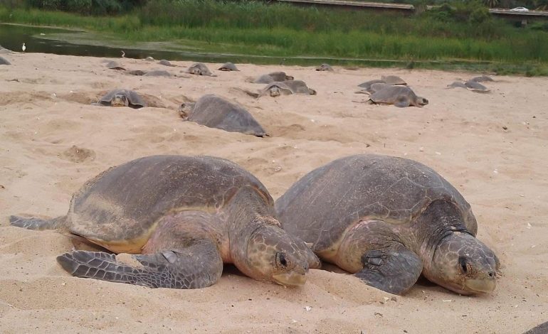 Comienzan arribazones masivas de tortugas marinas en Michoacán: Compesca