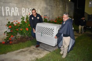 En cateo, asegura Fiscalía General a tres ejemplares caninos en condiciones de maltrato animal