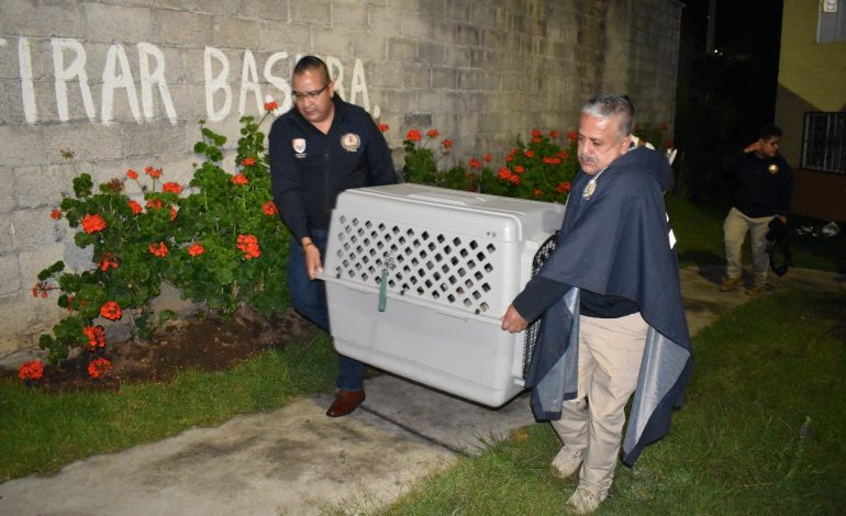 En cateo, asegura Fiscalía General a tres ejemplares caninos en condiciones de maltrato animal