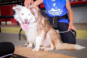 SSM ha esterilizado más de 11 mil perros y gatos: SSM