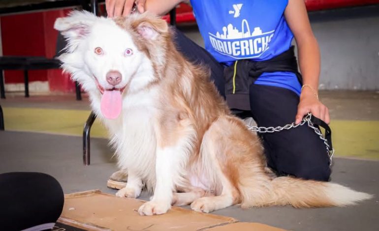 SSM ha esterilizado más de 11 mil perros y gatos: SSM