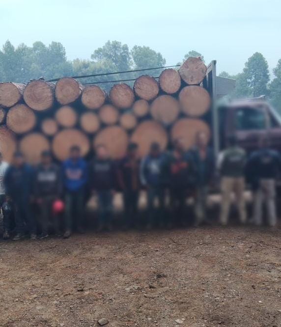 Detenidos en Senguio 10 hombres con rollos de madera ilegal: SSP.