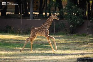 ¡Conoce a los bebés del zoológico de Morelia! Van 61 nacimientos en 2025