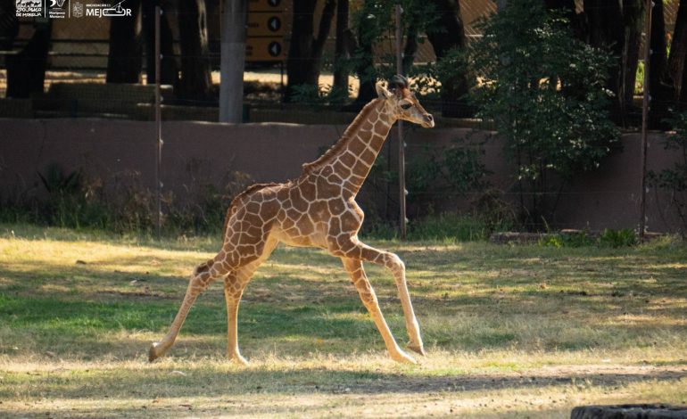 ¡Conoce a los bebés del zoológico de Morelia! Van 61 nacimientos en 2025