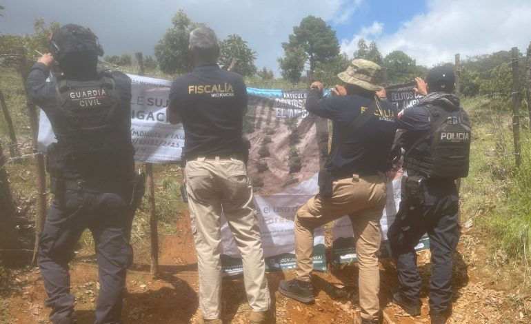 Cumplimenta FGE cateo en predio relacionado con tala ilegal y plantación de aguacate en Erongarícuaro