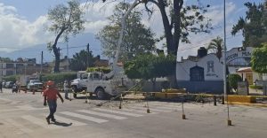 Intervienen árboles en riesgo en el Panteón San Carlos para prevenir accidentes