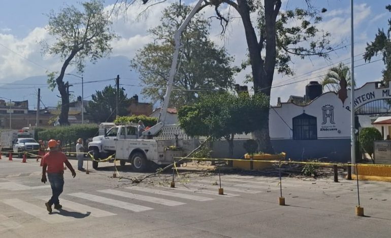 Intervienen árboles en riesgo en el Panteón San Carlos para prevenir accidentes