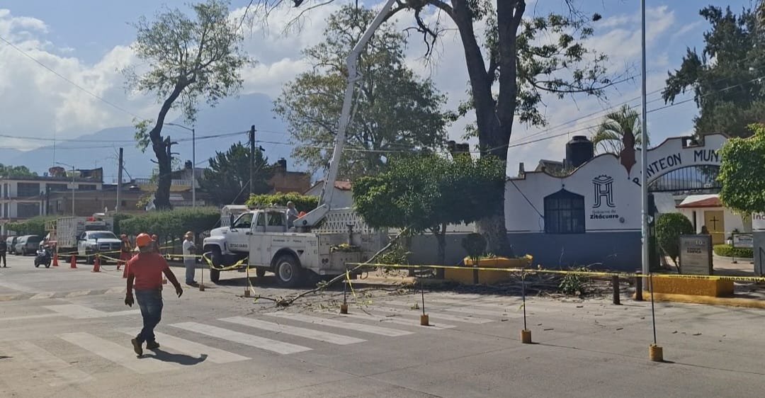 Intervienen árboles en riesgo en el Panteón San Carlos para prevenir accidentes