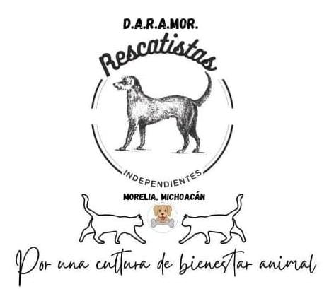Protectoras de animales en Michoacán cierran adopciones de gatos y perros blanco, negro y combinados ante supersticiones de temporada.