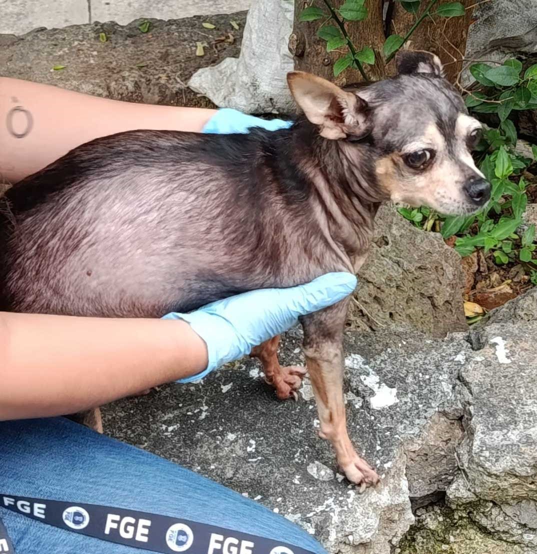Rescata FGE a canino víctima de crueldad en Morelia y lo pone bajo resguardo seguro