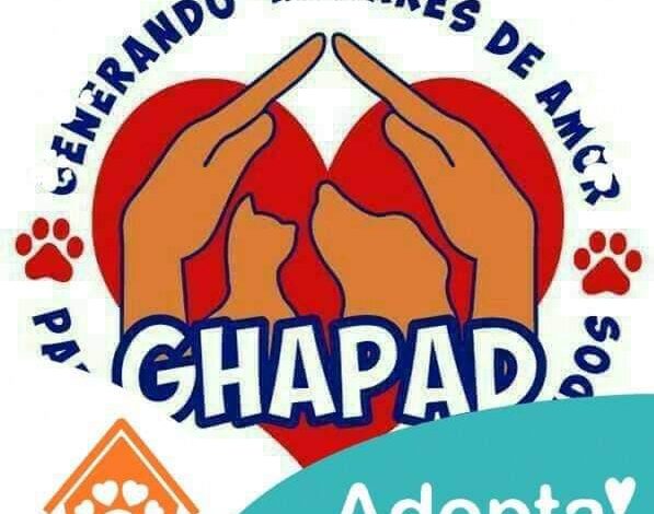 Juegos pirotécnicos disparan 70% reportes de perros extraviados: GHAPAD
