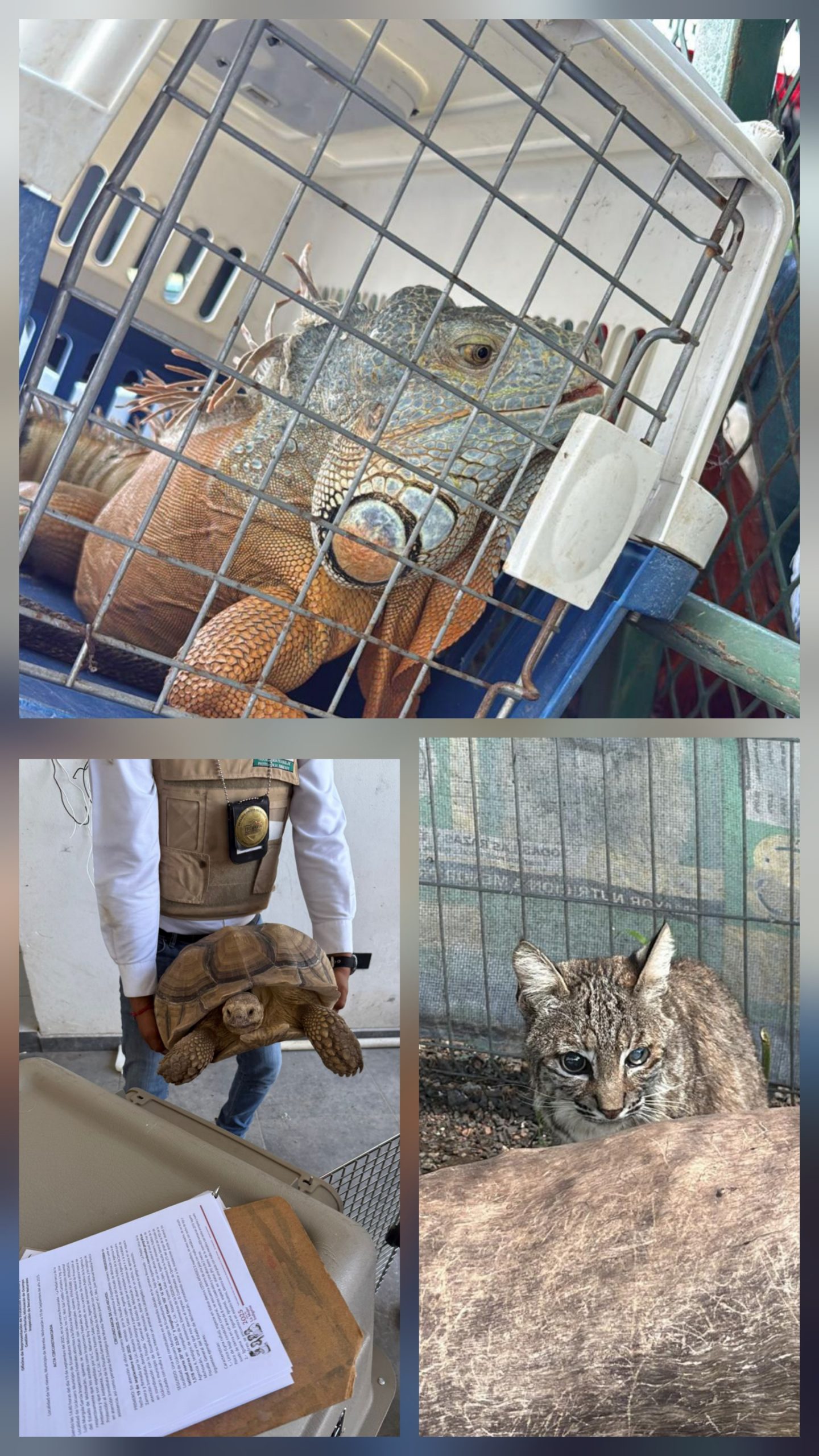 En cateo realizado en Ecuandureo, asegura Fiscalía General inmueble relacionado en conductas ilícitas