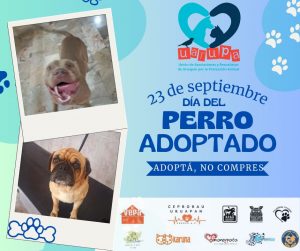 23 de septiembre: Día del Perro Adoptado, rescates rebasan 80% adopciones