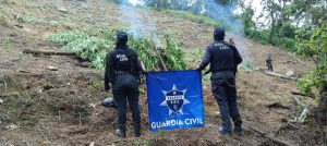 En Tuzantla, SSP y Defensa incineran más de mil 820 kilogramos de marihuana