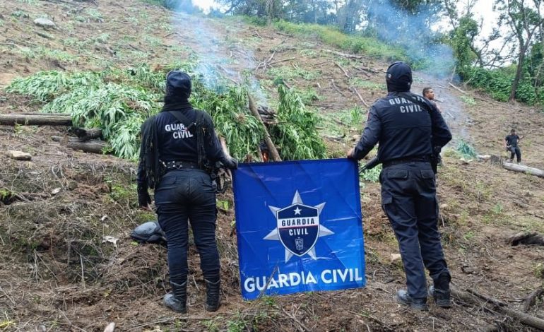 En Tuzantla, SSP y Defensa incineran más de mil 820 kilogramos de marihuana