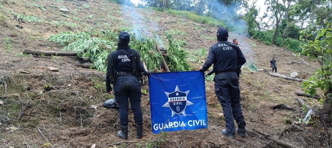 En Tuzantla, SSP y Defensa incineran más de mil 820 kilogramos de marihuana