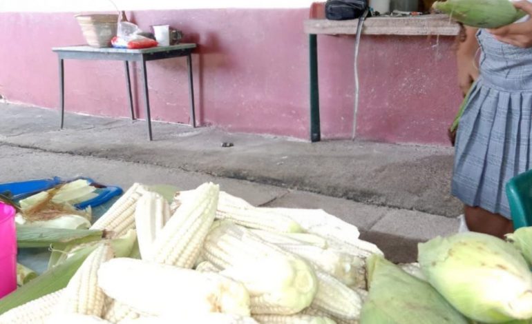 Cosechan autosuficiencia alimentaria en el municipio de Nuevo Urecho: Sader
